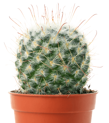 Der Kaktus als Synonymbild für starke und chronische Schmerzen im Rücken und die Ct-gesteuerte Schmertherapie