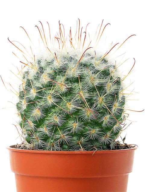 Ein Kaktus als Ausdruck für starke und chronische Schmerzen im Rücken und Wirbelsäule