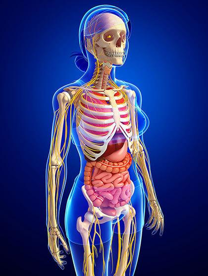 Anatomische Illustration des Oberkörpers mit Skelett und inneren Organen